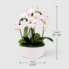 Live 8" Waterfall Orchid Houseplant in Planter - Good Little Garden™ - 4 of 4