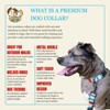 Country Brook Petz HossFit Jr Wide Premium Dog Collar - Country and Western Collection - 2 of 4