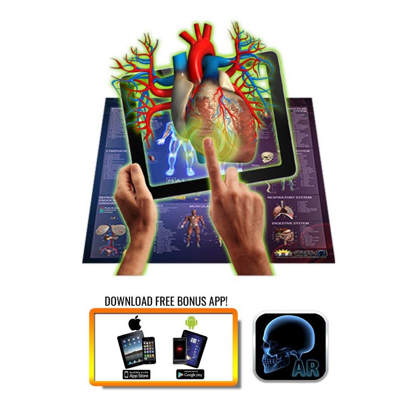 Flipo Interactive Laminated Human Anatomy Smart Chart STEM Toy for Girls & Boys - App Compatible, 1 of 4