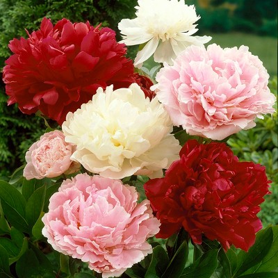 Peonies Mixed Colors Set of 6 Roots - Van Zyverden