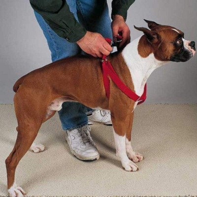 Casual Canine Nylon 2 Step Harness 9-15In Red
