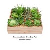 Nature Spring Artificial Succulent Arrangement - 3 of 4