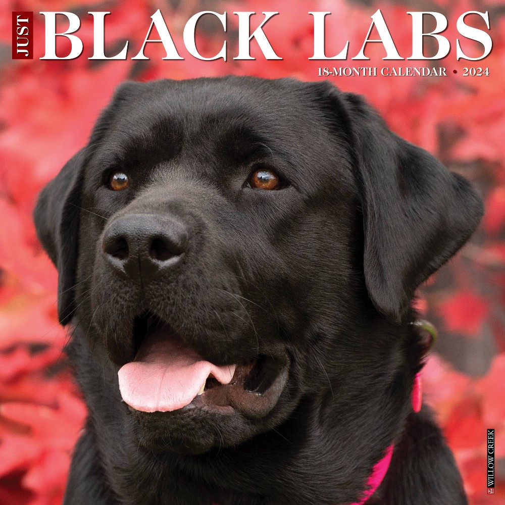 Photos - Other interior and decor Willow Creek Press  Wall Calendar 12"x12" Just Black Lab 2024