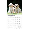 BrownTrout Golden Retriever Puppies 2026 12"x24" Hanging Square Wall Calendar Plastic-Free - 4 of 4