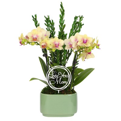 Green Circle Growers 4" Yellow Orchid Houseplant Sage Green Planter