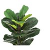 Vynxaria Artificial Plant, Fiddle Tree, Indoor, Faux, Fake, Floor, Greenery, Potted, Real Touch, Decorative, Green Leaves, Beige Woven Basket - 4 of 4
