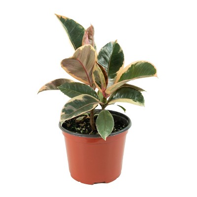 National Plant Network Ficus Robusta Rubber Tree - Thumbnail 2