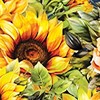 Collections Etc Vibrant Sunflowers Elasticized Waist Drawstring Lounge Pants - 4 of 4