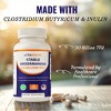 Akkermansia Muciniphila 30 Billion TFU + Clostridium Butyricum + Prebiotic Inulin - GLP-1 Probiotic - 30 Vegan Capsules - 4 of 4