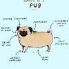 Boy's Design By Humans Anatomy of a Pug By SophieCorrigan T-Shirt - 2 of 3