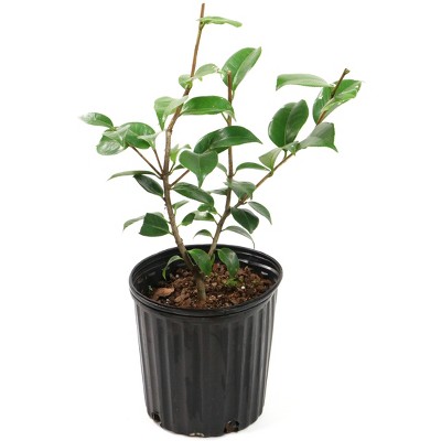 2.5qt Blood of China Camellia Japonica Plant with Red Blooms - National Plant Network