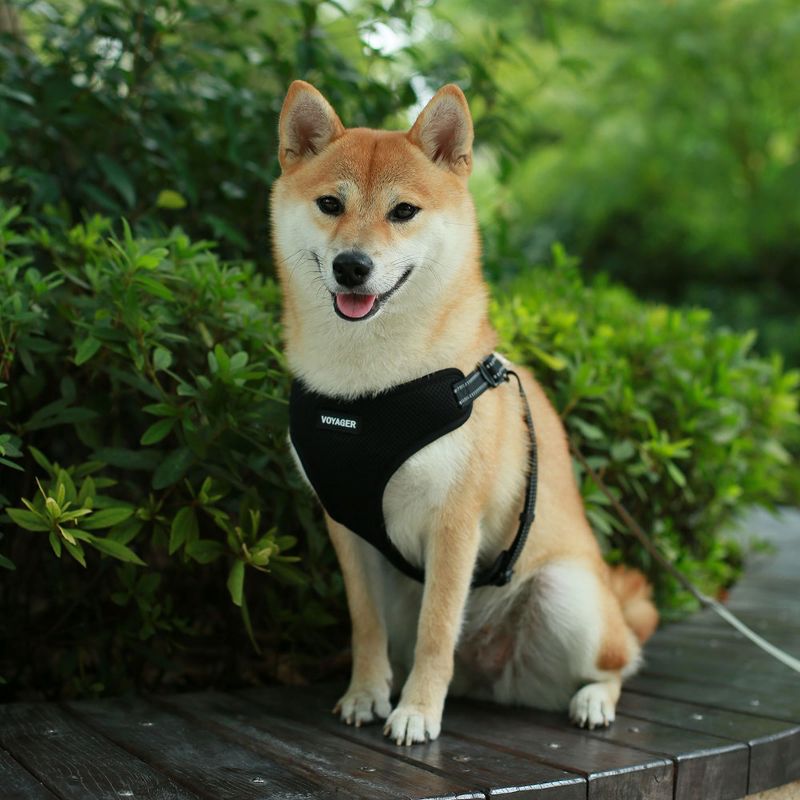 Voyager Step-In Flex Adjustable Dog Harness for All Breeds, 4 of 6