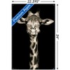 Trends International Portrait of a Giraffe Unframed Wall Poster Prints - 3 of 4