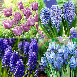 Van Zyverden 25ct Bulbs Tulips Hyacinth Muscari 100 Days of Blooms Fragrant Turquoise Garden Set - 1 of 4