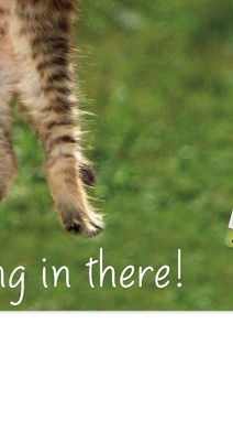 clear push pins bundle