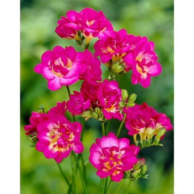 Van Zyverden Set of 25 Freesias Purple Rain Bulbs