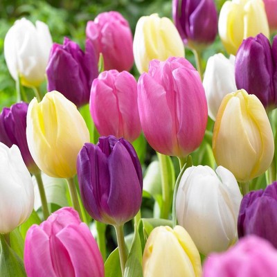 Tulips Easter Basket Mixture Set of 15 bulbs - Van Zyverden