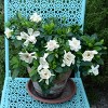 National Plant Network Live Outdoor Frostproof Gardenia Plant - 1ct 1gal - 4 of 4
