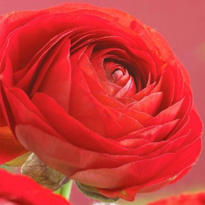 Van Zyverden 25ct 'Buttercup' Double Bloom Ranunculus Bulb Red - 1 of 4
