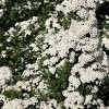Van Zyverden Spiraea Snowmound 4" Potted Rocketliners White Spiraea in Nursery Pot - 2 of 4