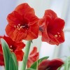 Van Zyverden Amaryllis Bulb Red Lion - 2 of 4