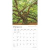 BrownTrout 2025 Wall Calendar 12"x12" The Majesty of Trees - image 3 of 4