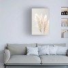 Trademark Fine Art -1x Studio III 'Pampas Grass Grey 02' Canvas Art - 3 of 4