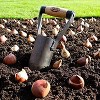 DeWit British Style Bulb Planter, Boron Steel and Ash Wood Handle, 10.5 inches long - 3 of 4