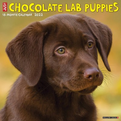 2022 Wall Calendar Just Chocolate Lab Puppies - Willow Creek Press