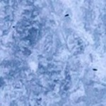 columbus blue jackets