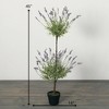 Sullivans Artificial 46" Double Lavender Topiary Bush, Purple - 4 of 4