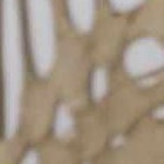 gray, white, translucent