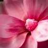 28"H Sullivans Pink Magnolia Spray With Bud, Pink - 2 of 2