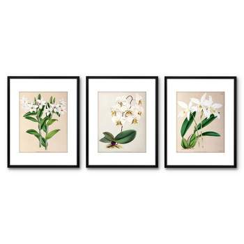 Americanflat 3 Piece 16x20 Wrapped Canvas Set - Fitch Orchid by New York Botanical Garden - botanical  Wall Art