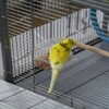 Portable Bird Cage with Pull-Out Tray, Transparent Feeder, Metal Bird Cage - 4 of 4