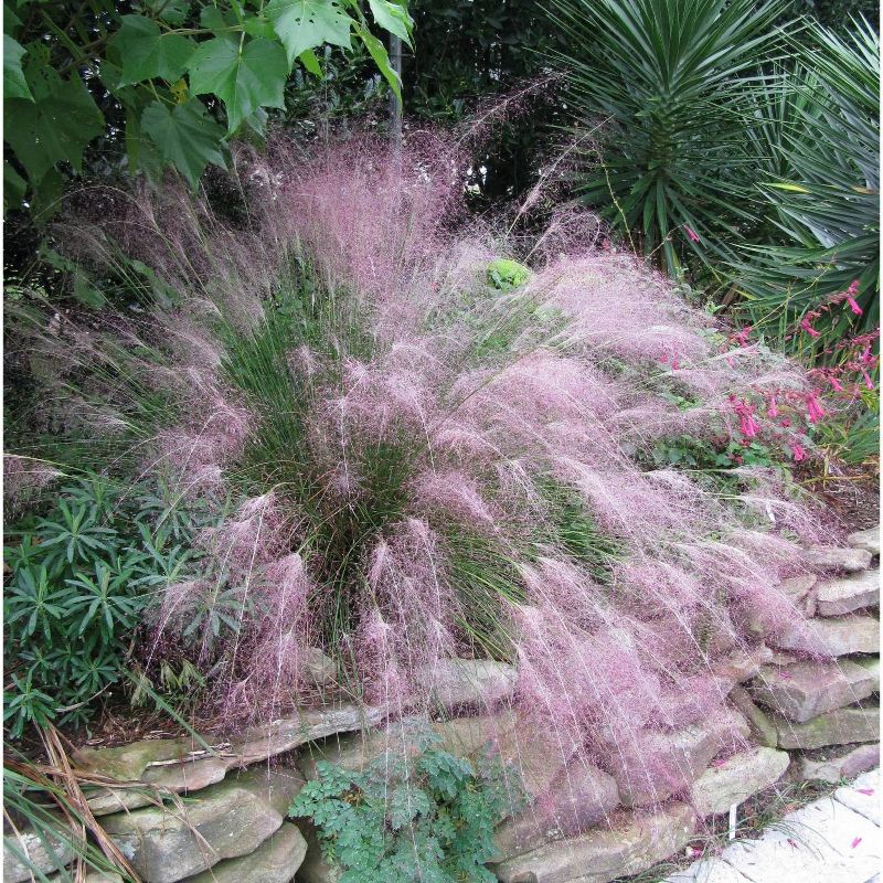 Van Zyverden Ornamental Grass Pink Muhly Dormant Potted Plant, 3 of 7