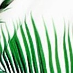 wading bird leaf white