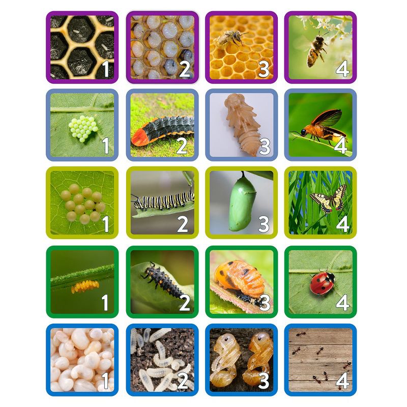 Kaplan Early Learning Insect Life Cycle Game - Investigate Bees, Ants, Butterfly and Firefly, 3 of 4