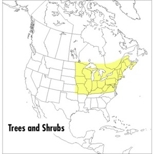 A Field Guide to Trees and Shrubs - (Peterson Field Guides) 2nd Edition by  Roger Tory Peterson (Paperback) - 1 of 1