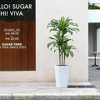 DR.Planzen UV Resistant Artificial 6-7FT Tall Pre Potted Dracaena Tree with White/Brown Tall Square Planter for Indoor Outdoor House Home Decor - 2 of 4