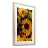 Stupell Industries Bunches of Garden Sunflowers Framed Print Under Glass Art - 2 of 4