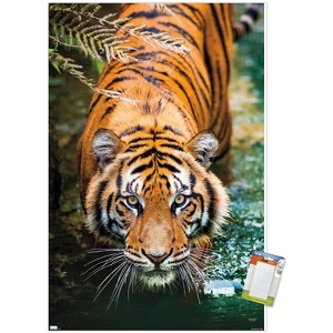 Trends International Tiger - Water Unframed Wall Poster Prints - 1 of 4