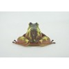 Collectible Wildlife Gifts | Frog, Brown & Yellow, Amphibians, High Quality, Hand Painted, Rubber, Realistic, Model,  Toy, Gift,  2 1/2"   RI31 B177 - 4 of 4