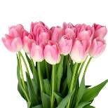 Fresh Cut Pink Tulip Flowers - 15 stem - Spritz™